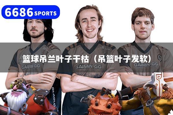 篮球吊兰叶子干枯（吊篮叶子发软）